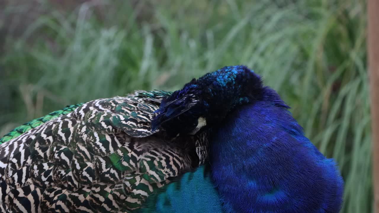 이 무새 의 색 은 인상적 이다