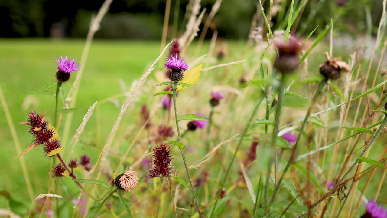 los cardo de leche se balancean en un campo escocés.