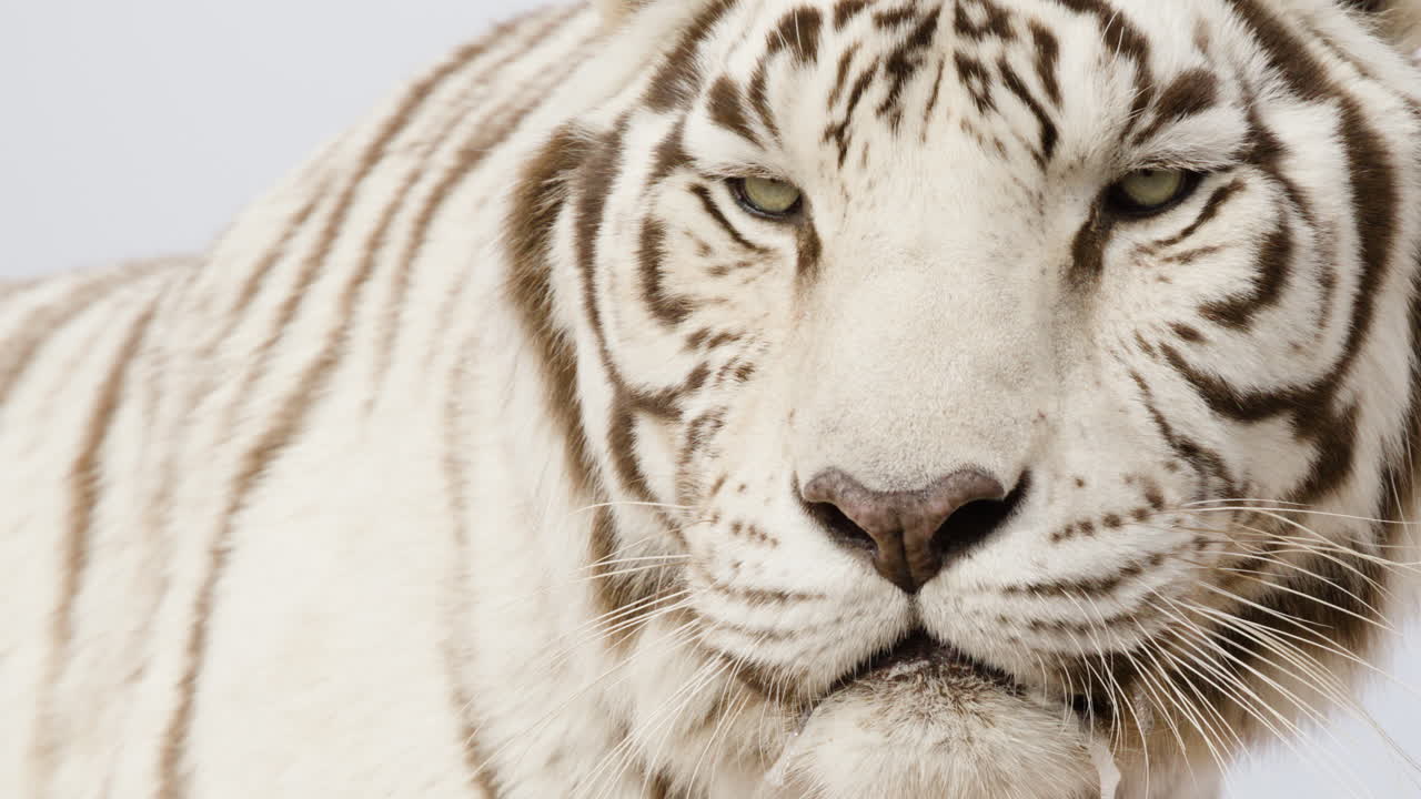 호랑이 의 극단적 인 클로즈업