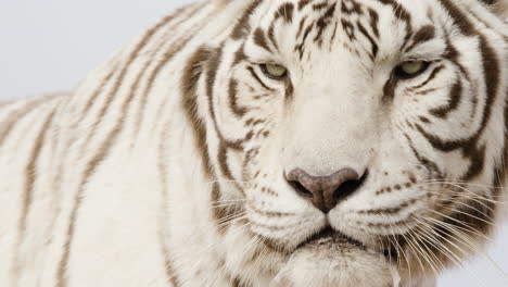 extremo primer plano de un tigre blanco