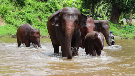amazing shot of elephants walking through the river in slow motion.