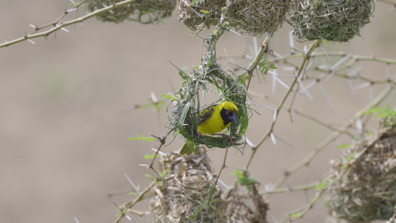 Village weaver (Ploceus cucullatus) at the start to build his nest,