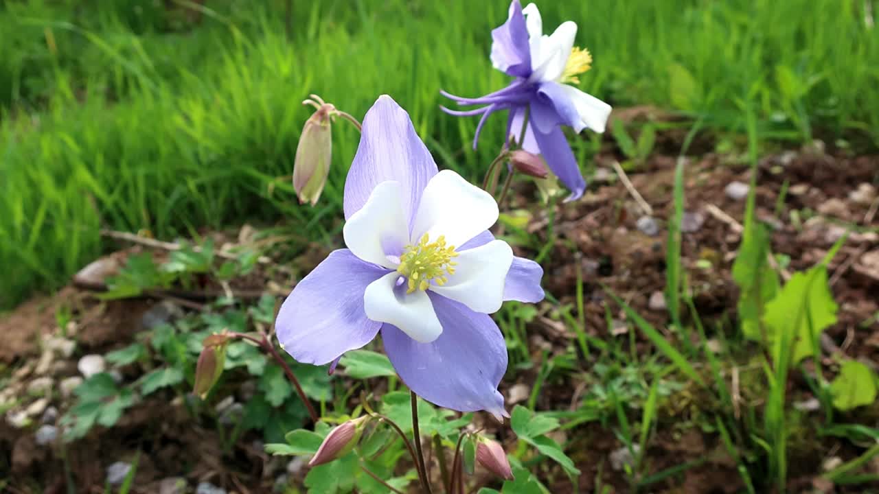 꽃이 만발한 aquilegia