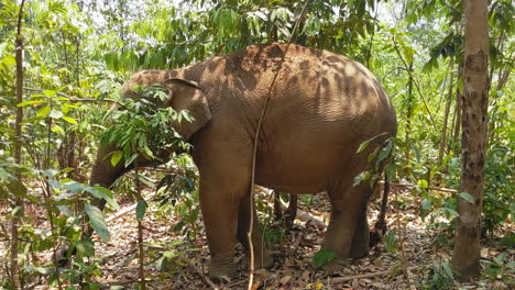 elefantes asiáticos en un santuario de elefantes en chiang mai, tailandia