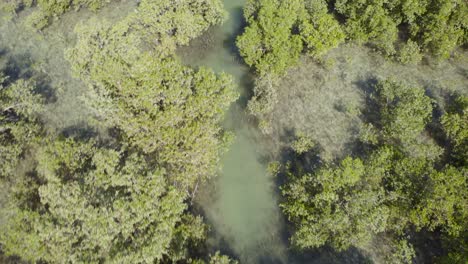 Aerial-birds-eye-circling-over-Al-Reem-mangroves-on-sunny-day