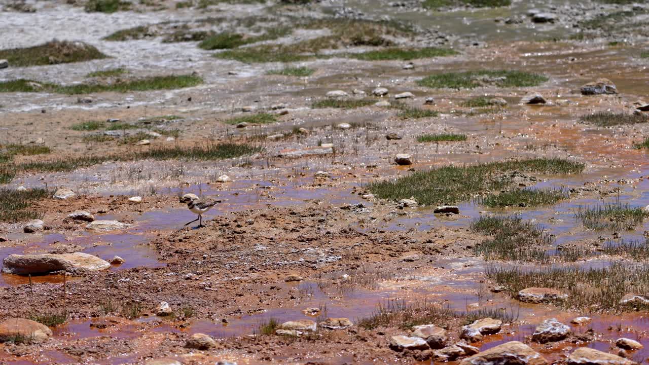 4K Zoom shot shows a killdeer (Charadrius vociferus) darting across the damp edge of Soda Springs, stabbing its beak into mud for beetles and fly larvae