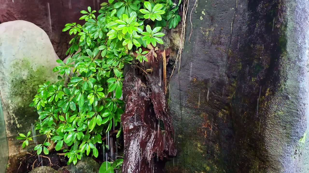 Close-up shot of raindrops falling on tropical tree trunk in Aquarium La Rochelle