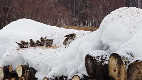 Ein-Schwarm-Kleiner-Vögel-Frisst-Samen-Im-Schnee,-Während-Immer-Mehr-Schnee-Fällt