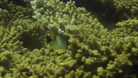Chevron-Butterflyfish-in-The-Coral-Reef-of-The-Red-Sea-of-Egypt