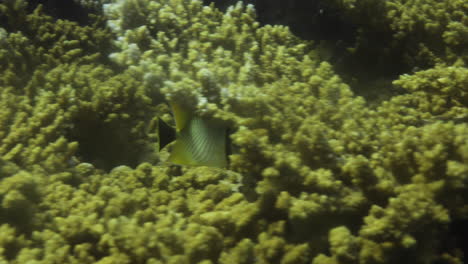 pez mariposa chevron en el arrecife de coral del mar rojo de egipto