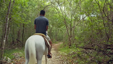 slow motion back shot of man horseback riding on white horse alone in tropical forest pathway in cancun, mexico