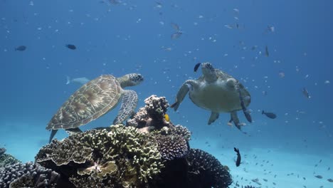 Dos-Tortugas-Bailando-Una-Alrededor-De-La-Otra