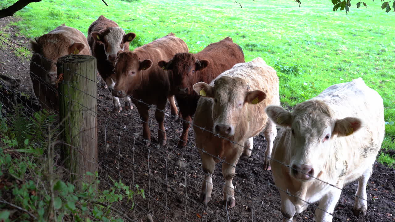 Reihe von Charolais-Rindern, die auf der Weide nahe Ravensdale Forest Park, County Louth, Irland ruhen und grasen – Nahaufnahme, statische Aufnahme