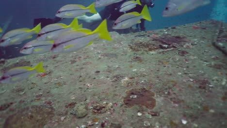 school of fish and scuba divers underwater