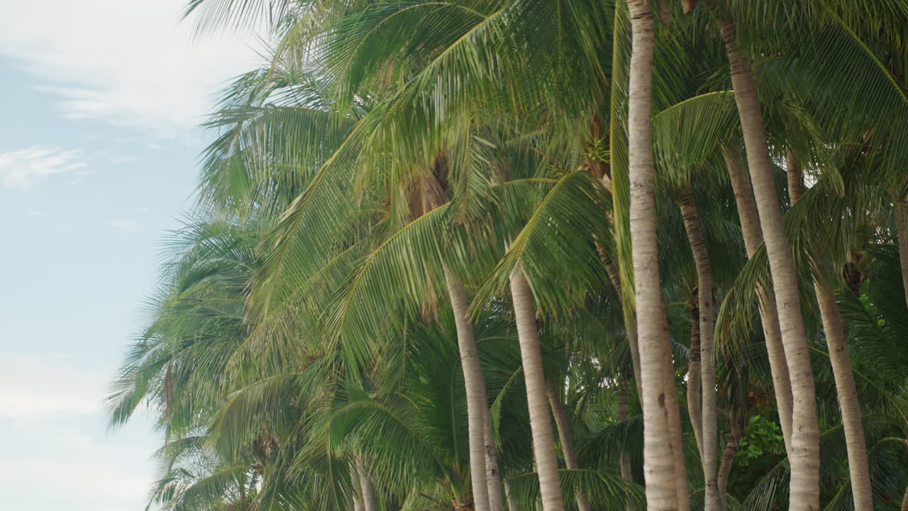 Alti tronchi di palma e chioma che ondeggiano dolcemente sopra la costa sabbiosa, grappoli di noci di cocco che fanno capolino tra le fronde verdi, luce mattutina soffusa che filtra tra le foglie, atmosfera ideale da rifugio tropicale calmo.