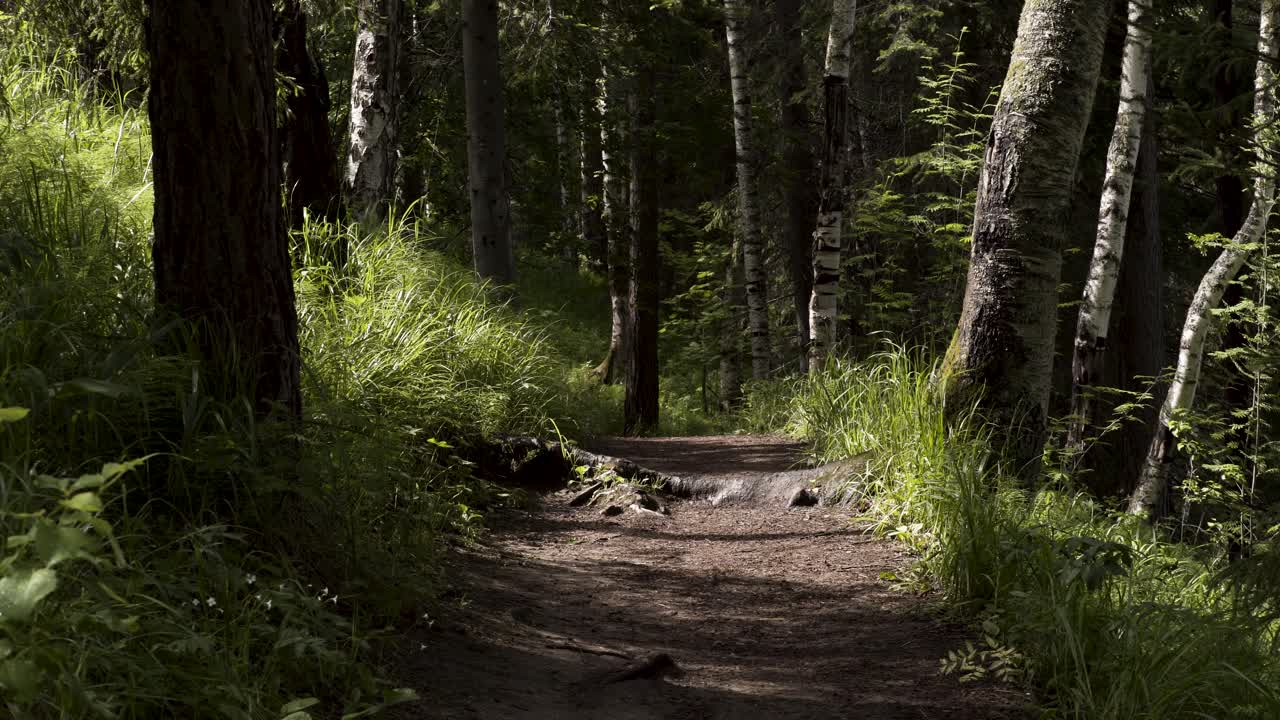 sentiero boschivo alla luce del sole