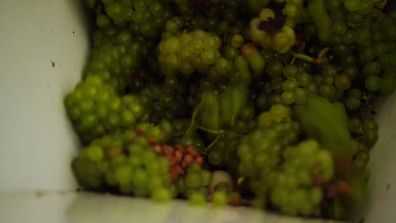uvas verdes vertidas en una máquina trituradora de uvas de acero