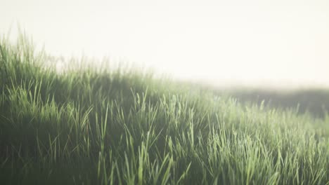 green field with tall grass in the early morning with fog