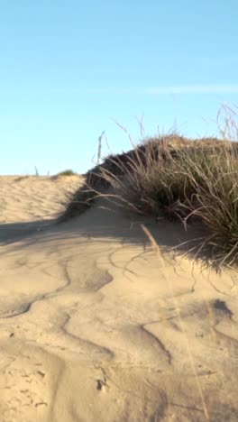 desert landscape with sand dunes and sparse vegetation