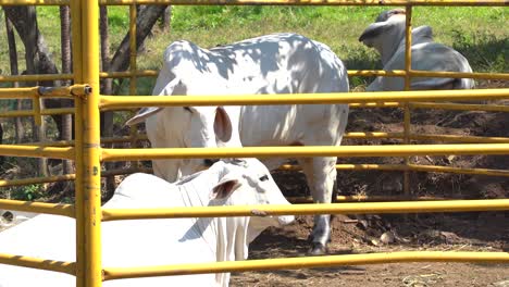 white cows in corral