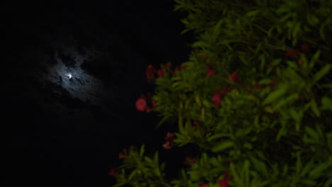 cielo nocturno con luna y flores