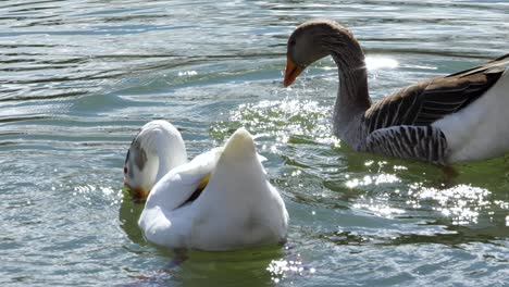 two ducks swimming in a green lake in central texas, bobbing their heads in the water for food