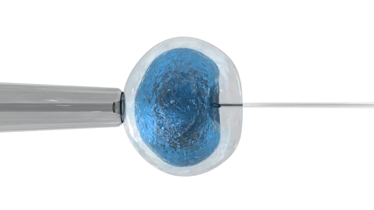 huevo azul siendo fertilizado por espermatozoides