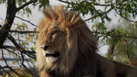 Calm-Lion-With-Golden-Mane-Stares-Into-Camera-While-Resting-On-The-Rock-On-A-Windy-Day---Closeup-Shot