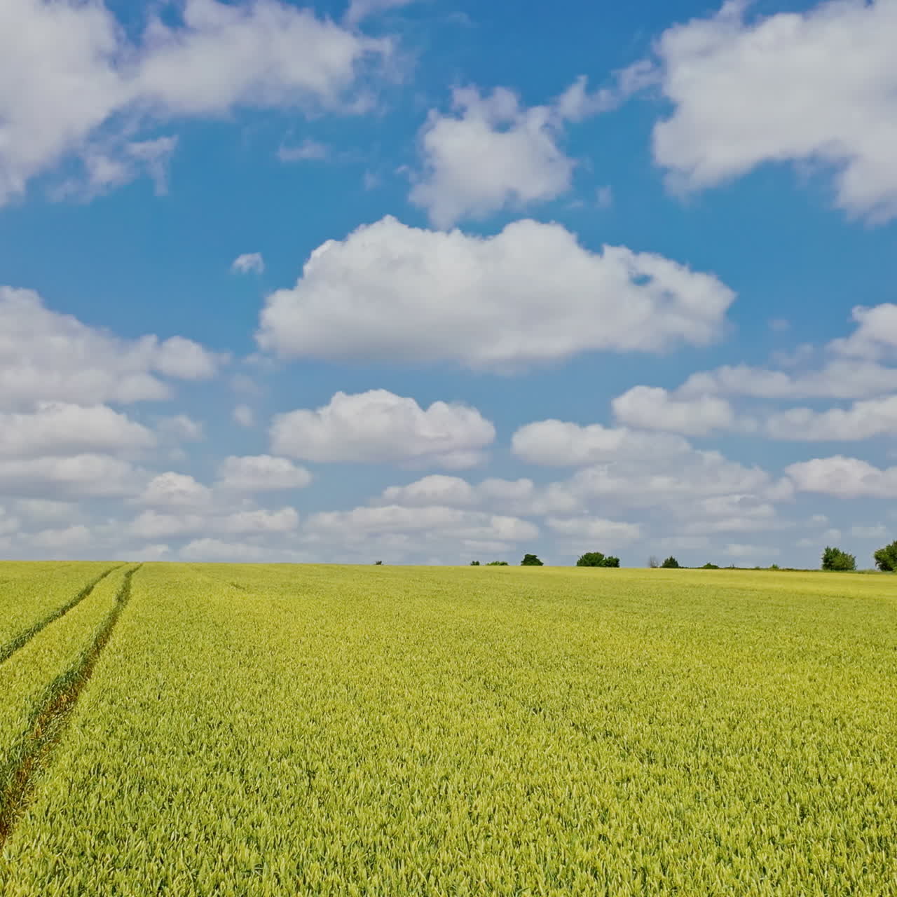 Agricultural background of field in spring in sunny day. Aerial view of drone fly over the growing plants in the countryside. Camera moves forward.