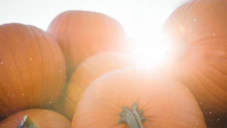 Animation-of-snow-falling-over-pumpkin-patch