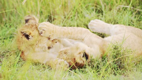 Slow-Motion-of-Cute-Lion-Cubs-Playing-in-Africa,-Funny-Young-Baby-Animal-Lions-in-Grass-on-African-Wildlife-Safari-in-Maasai-Mara,-Kenya-in-Masai-Mara-National-Reserve-Green-Grasses