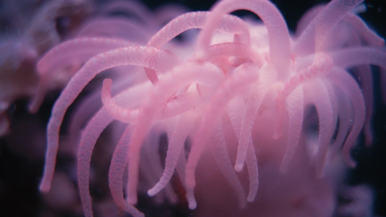 Lysende lyserød søanemone vokser i havet