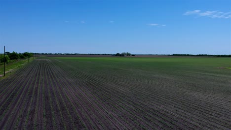 Gepflanzte-Ernte-Für-Die-Saison-In-Texas