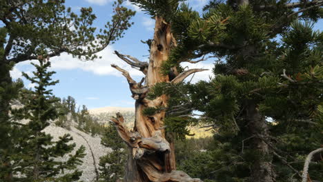 revelación del antiguo pino bristlecone retorcido en gran cuenca nevada