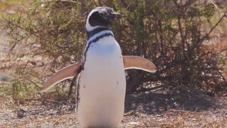 El-Pingüino-De-Magallanes-Se-Detiene,-Extiende-Sus-Alas,-Luego-Se-Arregla-Y-Comienza-A-Caminar-Alrededor-De-La-Colonia-De-Anidación.