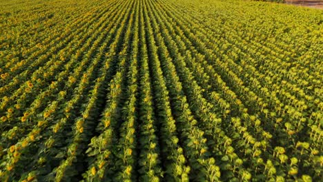 Endless Rows of Sunflowers on Plantations, buin, metropolitan region, Chile
