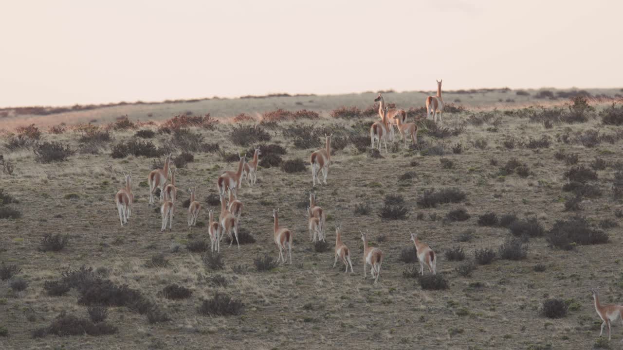 manada de guanacos se traslada a la cima de una colina