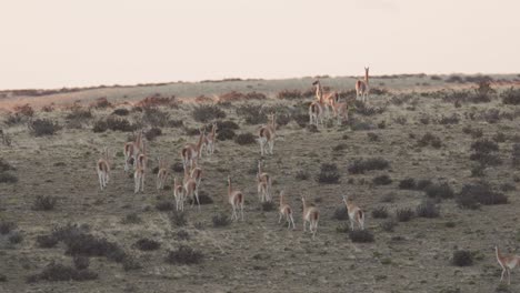 Manada-De-Guanacos-Se-Traslada-A-La-Cima-De-Una-Colina