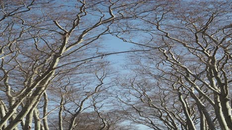 bare trees reaching towards blue sky