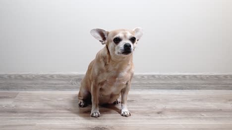 sweet light brown chihuahua sitting and gazing at the camera