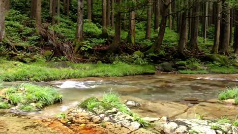 low altitude still drone shot of shallow, clear river and forest nature in sunny summer nikko, japan