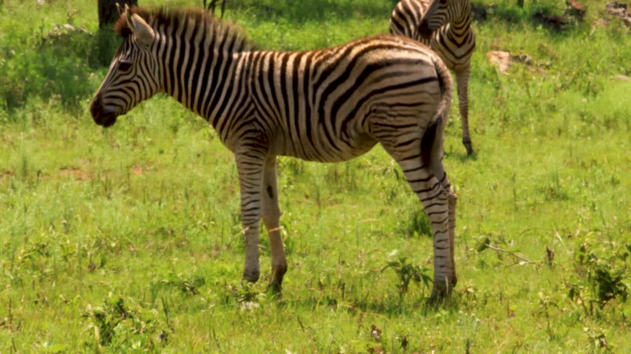 cebra bebé en el parque nacional kruger, sudáfrica 4k