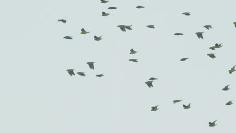 large group of mealy parrots glides high in the sky over peru’s vibrant amazon jungle in slow motion