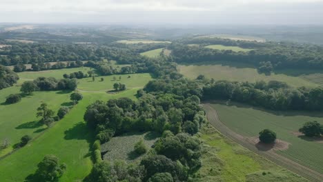 dense vibrant green woodland surrounded by fields lined with hedgerows with golf course visible. summer, cornwall, uk.