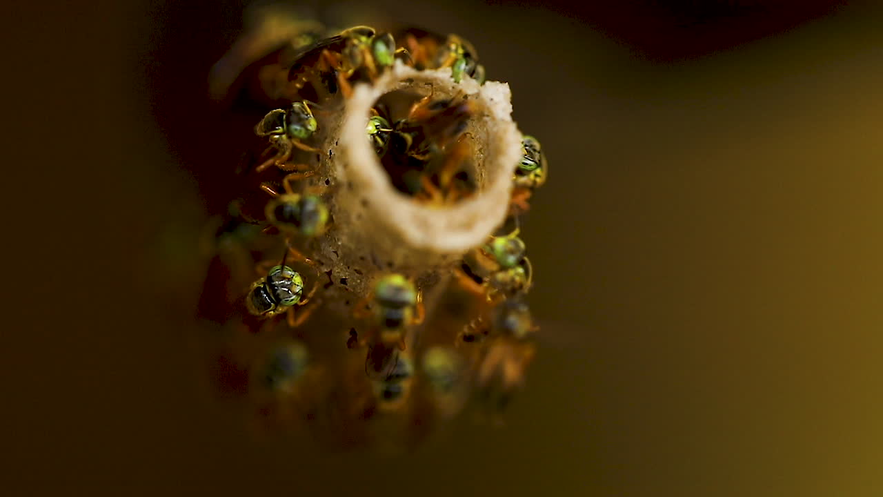 abeja tetragonisca angustula colonia macro video, abeja jatai