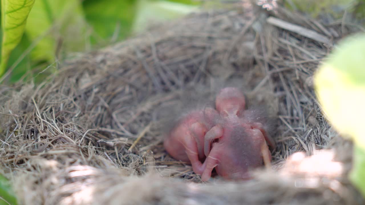 Two newborn birds in a nest