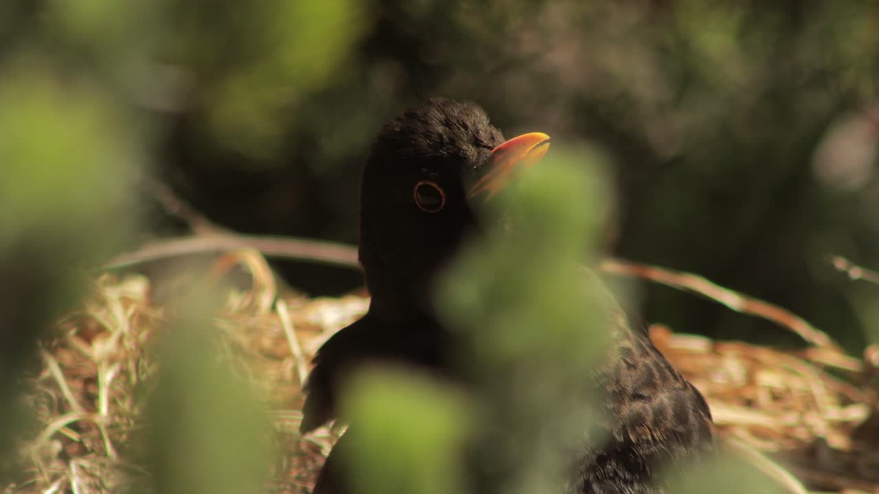 Blackbird Sunning Moving Head Slowly
