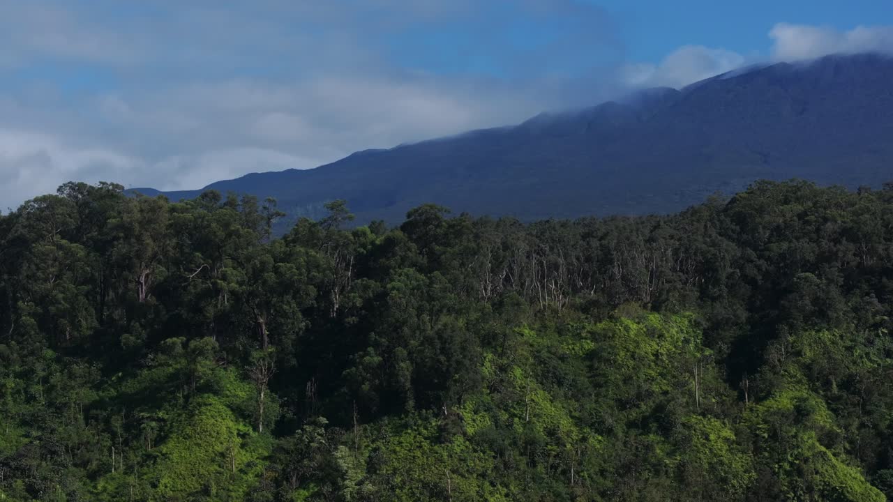 exuberante bosque tropical con nubes sobre las montañas en maui, hawai