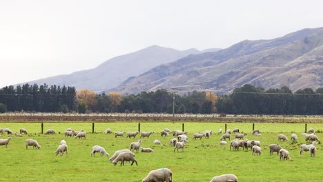 sheep graze peacefully in a lush green field with mountainous backdrop in wanaka, new zealand. bright daylight enhances the serene rural scene