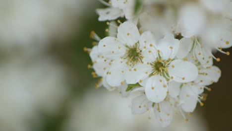 a lovely moment with white flowers